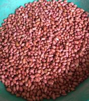 India origin bold peanut kernel high quality raw groundnut peanut sortex quality peanut