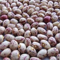 New crop sugar beans light speckled kidney bean