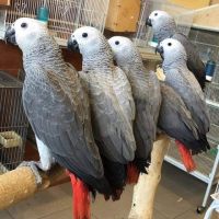 Macaws, African Grey Parrots and More for Sale.