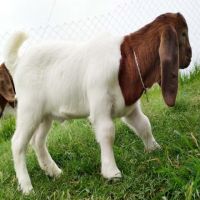 Full Blood Live Boer Goats / 100% Pureblood Mature Boar Goat, TEXEL SHEEPS, DORPER SHEEPS, RAMS AND EWE LAMBS