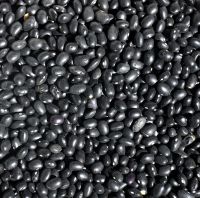 Sell Black Kidney Beans