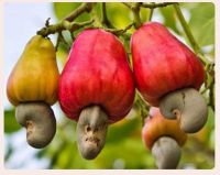 Cashew Nuts