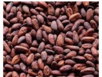 Cocoa Beans