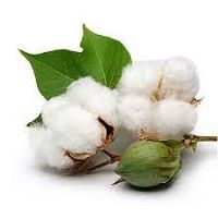 Cotton seeds