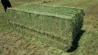 High quality Alfalfa Hay