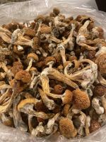 buy mushroom online