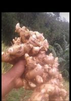 giant ginger