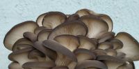 Boletus Mushrooms, Canned Mushrooms, Dried Mushrooms, Fresh Mushrooms, Frozen Mushrooms, Oyster Mushrooms