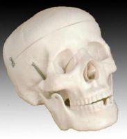 Sell Life-size Human Skull