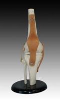 Sell Life-size Knee Joint