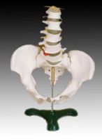 Sell Life-size pelvis with 5pcs lumbar vertebrae