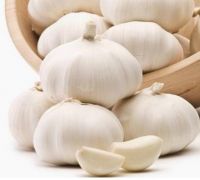 White Garlic