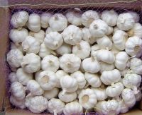 White Garlic