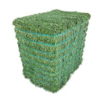 Top Quality Alfalfa Hay