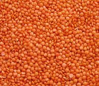 Red lentils