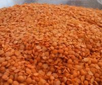 Red Split Lentils