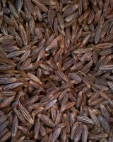 Cumin seeds