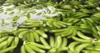 Fresh Cavendish Bananas