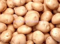 Sell potato