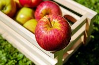 Fresh Royal Gala Apples Premium Grade