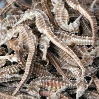 Seafood HIGH QUALITY DRIED SEAHORSE