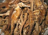 Seafood Dried Seahorse Drying