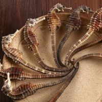 DRIED SEAHORSES high quality