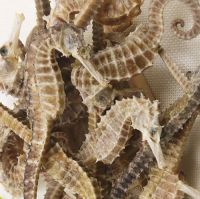 100% Pure Natural DRIED SEAHORSES