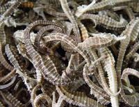 DRIED SEAHORSES DISCOUNT PRICE