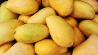 Fresh Citrus Fruits MANGO ORANGE