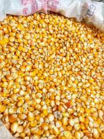 Best Quality White And Yellow Corn