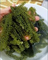 Salted Sea Grapes