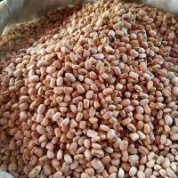 New crop best quality beans dry pinto beans light speckled kidney bean LSKB Sugar