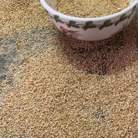 2021 Hot selling natural Ethiopian white sesame seed