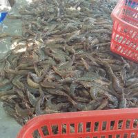 High Selling Fresh Frozen Whole Vannamei Shrimp White