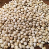 Premium Organic White Sorghum / Wheat