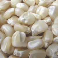 Top Quality White Maize / White Corn