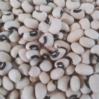Peeled Black Eyed Cowpea Beans Black-eyed Peas with Good Price