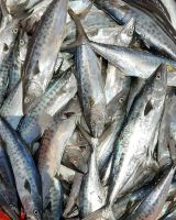 Wholesale cheap seafood frozen fresh sardine fish whole round