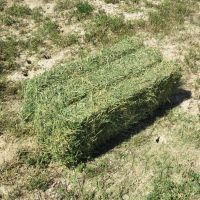 South African Quality Alfalfa Hay On Sale