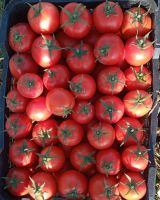 Fresh Tomatoes 2020 New Season Delicious High Quality Red Tomato From Turkey