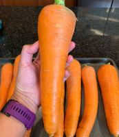 Bulk Cheap Fresh Carrot for sale