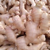 100% Pure Fresh Organic Ginger