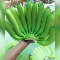 Cavendish Banana FRESH GREEN CAVENDISH BANANA WITH COMPETITIVE