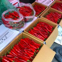 New Crop Dried Red Yidu Chilli Hot Sales