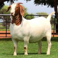 Full Blood Live Boer Goats / 100% Pureblood Mature boar goat