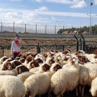 100% Pure breed Saanen Goat / Live Awassi Sheep
