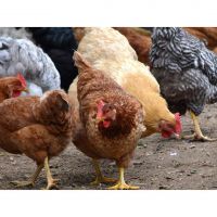 Healthy Quality Live fowls for sale