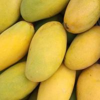 Fresh Quality South African Mangoes