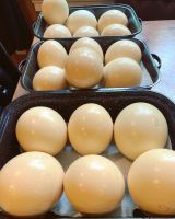 Fertilized Ostrich Eggs For Sale